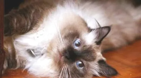 巴曼猫多少钱一只