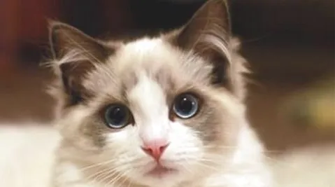 宠物猫的品种价格