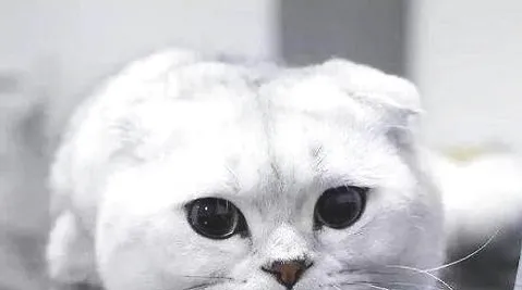 猫咪一直吃不胖怎么办？有什么好办法增胖。