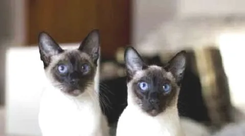 猫咪一直吃不胖怎么办？有什么好办法增胖。