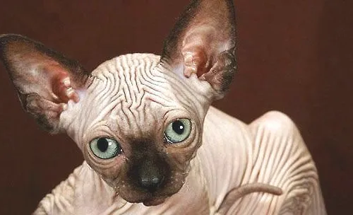 没有毛的猫多少钱一只
