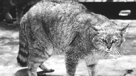 有人养荒漠猫吗？是不是可以养？