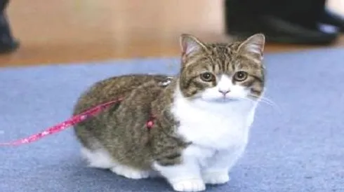 短脚猫多少钱一只