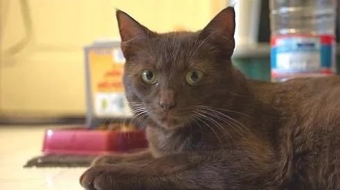哈瓦那猫价格