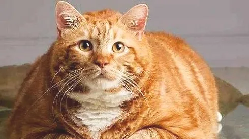 橘猫多少钱一只