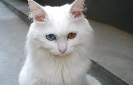 鸳鸯眼的猫