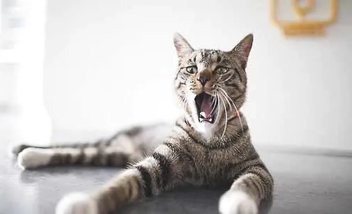 十大最常见的宠物猫品种