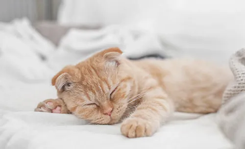 猫咪为什么那么爱睡觉？