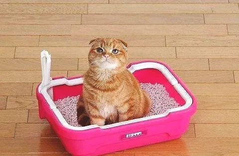 猫厕所该用什么清理