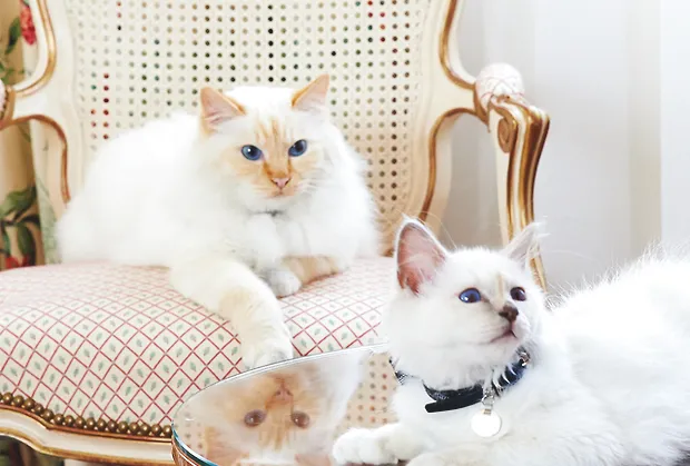 猫咪维生素缺乏症有什么表现，如何治疗维生素缺乏症