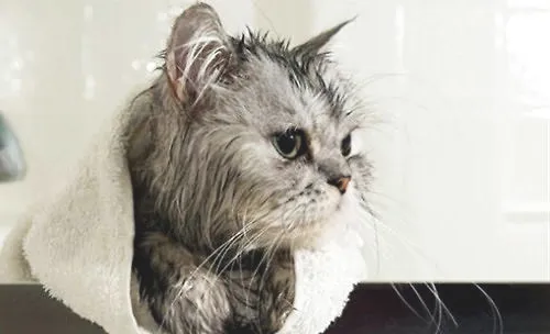 一种猫咪免水干洗的方法