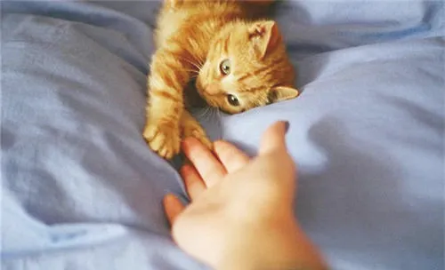 被猫抓伤要打狂犬疫苗吗？