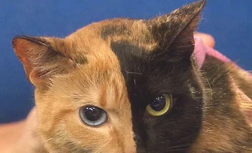 猫咪的遗传学特性