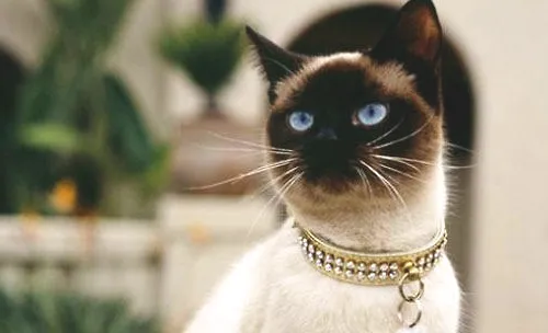 怎么训练暹罗猫和其他宠物相处？