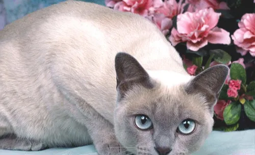 总被猫咪吵醒？教你避免猫咪上床办法