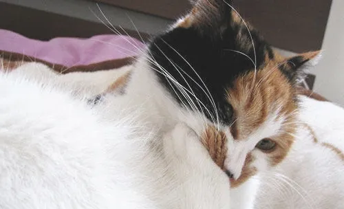 猫咪化毛膏的选择及使用