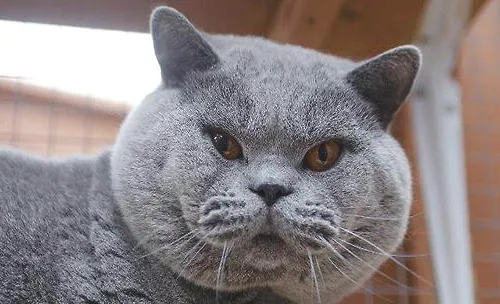 猫咪智商排行榜10种最聪明的猫