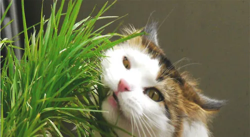 种植猫草的简单方法
