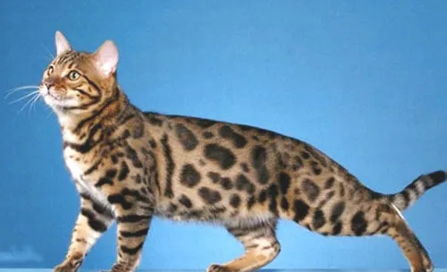 史上最贵的宠物之一：孟加拉猫