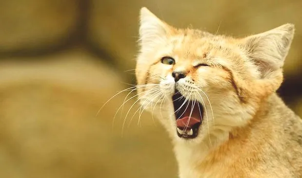 沙丘猫如何繁殖？沙丘猫繁殖周期多长