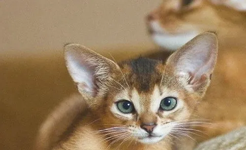  如何饲养阿比西尼亚猫