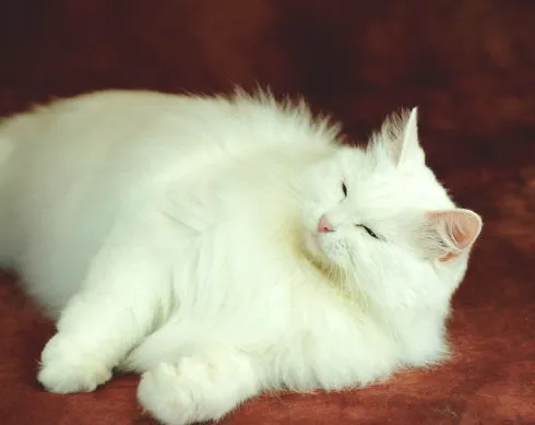 如何判断猫咪是否肥胖