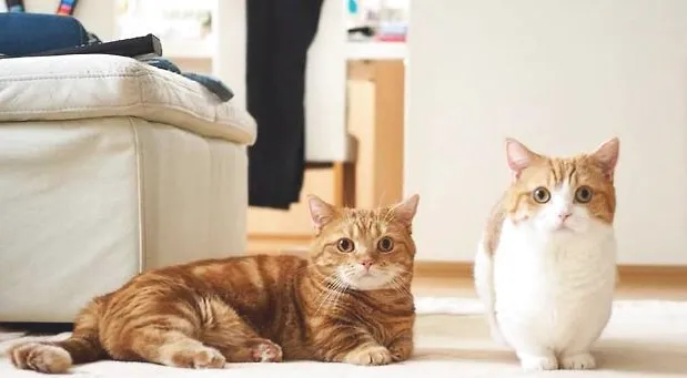 宠物猫之短腿猫，短腿猫特点