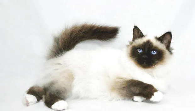 宠物猫之伯曼猫，伯曼猫图片，伯曼猫好养吗