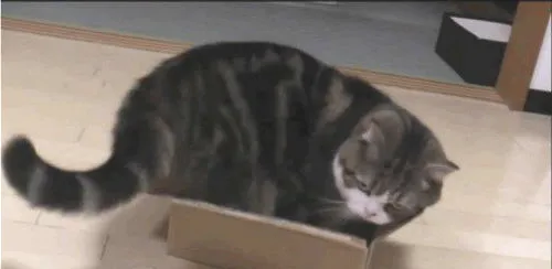 猫咪的七种怪异行为及其含义