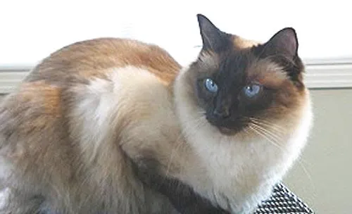 巴厘猫起源于美国？