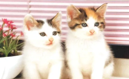 如何让新猫咪被老猫咪接纳