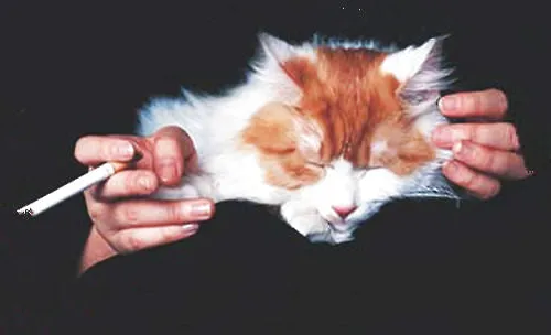 二手烟对于猫咪有哪些危害？