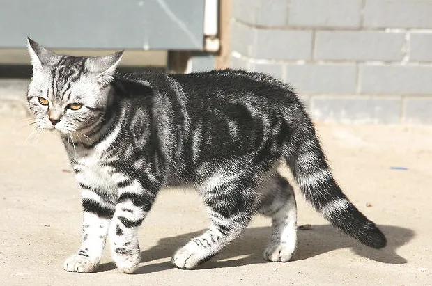 虎斑猫图片，虎斑猫有什么特点