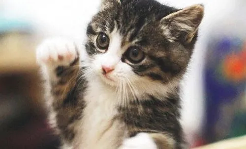猫咪爪子的作用及护理
