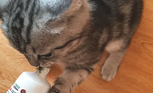 给猫咪使用化毛膏的一些注意事项