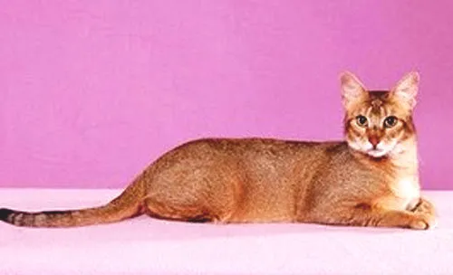 希姆利克猫和曼岛猫有什么关系？