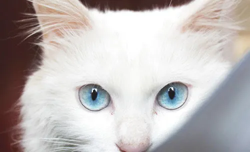 猫咪向你眨眼睛是在撩你吗？