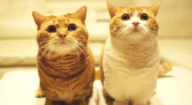 猫抓沙发太烦恼如何解决？猫咪总是抓沙发怎么办