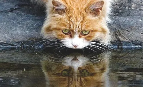 猫咪的怪癖：喝脏水？