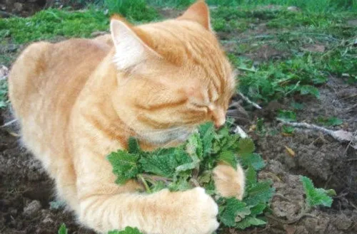 让猫咪疯狂的猫薄荷究竟是什么