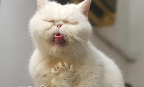 猫科动物常见呕吐行为分析