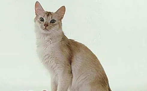 索马里猫的形态特征