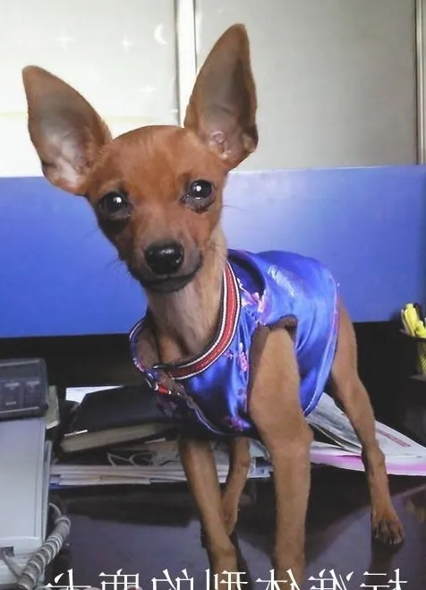 一例小鹿犬肥胖症引发的思考