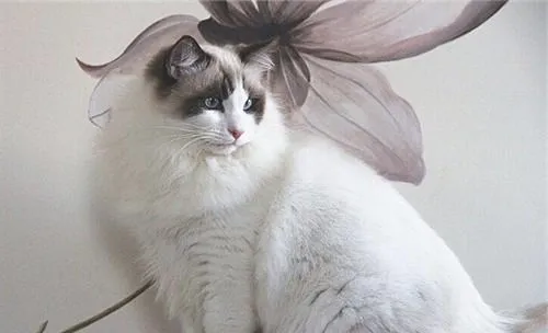 猫咪患热射病的急救措施