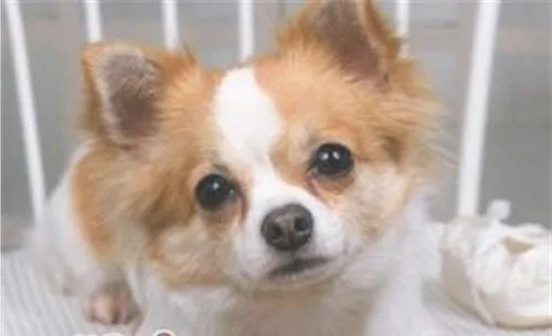 关于宠物的肥胖问题