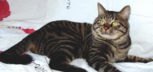 搬家时怎样照顾好宠物猫