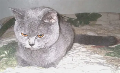 猫咪洗牙的前后顺序及注意事项