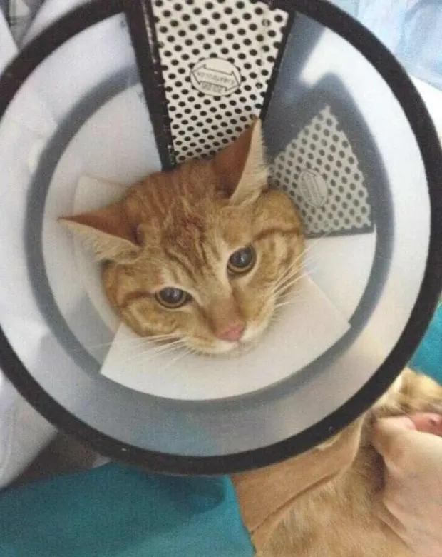 宠物私密之发情期