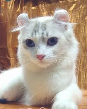 介绍四种比较耐热的猫咪