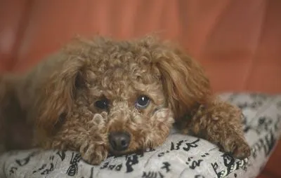 狗狗得了犬心丝虫病怎么办 犬心丝虫病怎么治疗